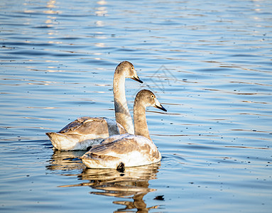 河边的野天鹅荒野游泳天鹅蓝色池塘鸟类野生动物白色反射羽毛图片