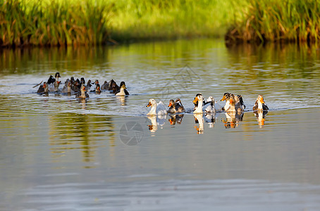 马达加斯加河水的家禽鸭反射荒野动物野生动物女性鸟类农业家畜游泳翅膀图片