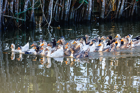 马达加斯加河水的家禽鸭女性游泳动物农场水禽荒野橙子男性蓝色翅膀图片