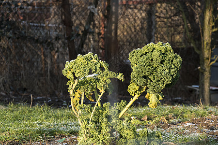 波兰花园Wi的清晨霜霜覆盖着卷毛凯勒树叶图片