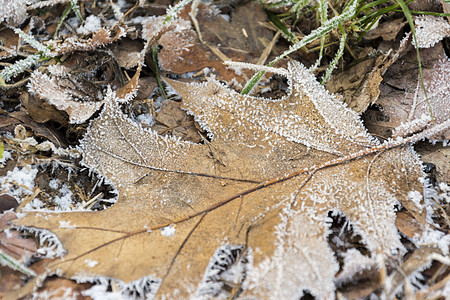 地上覆盖着秋天晨霜的干叶 冻结图片