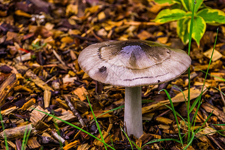 夏季末秋秋在林中发现的来自欧洲的蘑菇品种图片