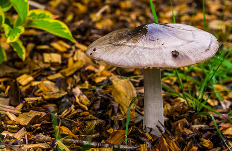 夏季末和秋季在叶林地中发现的蘑菇香料 真菌 可于夏末和秋天发现图片