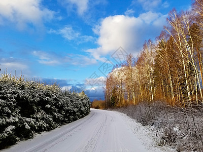 可以看到一条覆盖着雪和冬季支桥的公路 以及一片与蓝天相抗撞的树苗林图片