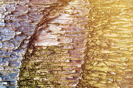 松树树树皮的缝合 大自然木板木材艺术硬木光束建造树干材料衰变皮肤图片