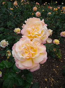 花园里有两朵桃子玫瑰背景图片