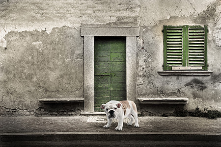 守门狗在家门前宠物建筑人行道房子窗户安全石头忠诚控制废墟图片