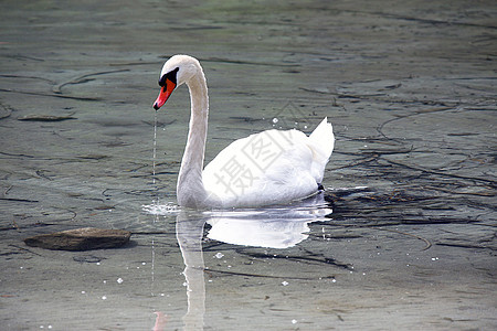 在池塘里游泳的天鹅动物白色荒野图片