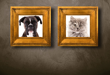 框中的狗和猫图片