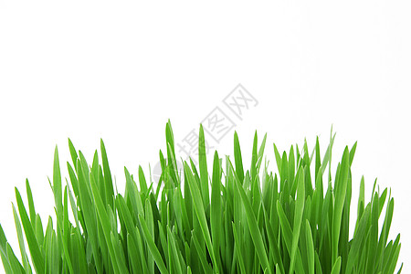 白背景的青草花园花瓶岩石叶子树叶植物学绿色概念背景图片