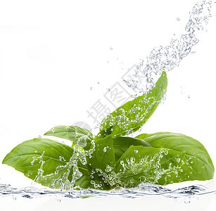 在水中坠落的鲜树溪流水果飞溅饮食生物厨房美食运动液体气泡图片