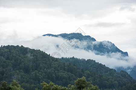 森林山坡季节天气阴霾国家薄雾气氛松树风景公园丛林图片