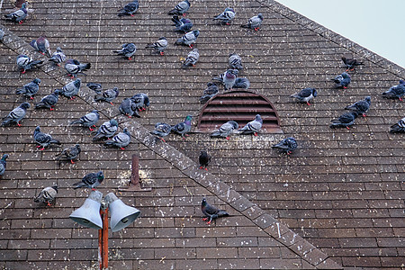 鸽子在屋顶上轮作图片