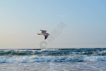 海边有海鸥的黄昏 夏季 金色时日落自由海岸动物波浪海浪地平线野生动物飞行海洋图片