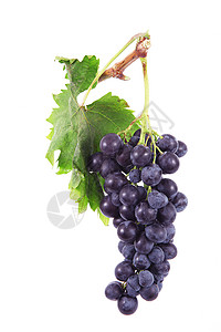 白本的葡萄团团营养生物食物美食饮食农业水果植物黑色图片
