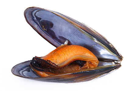 白色背景的孤立新贝贝类贝类美味蛤蜊海鲜烹饪食物美食图片
