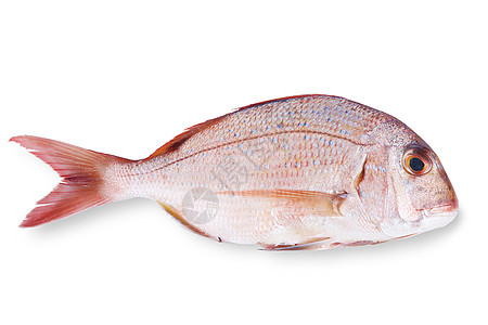 白背景的鲜鱼海鲜市场食物收成饮食鲷鱼白色概念图片
