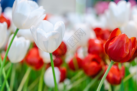 红色和白色郁金香叶子花瓣公园花束宏观美丽花园植物群场地生长图片