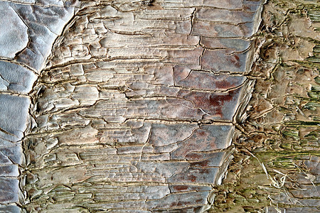 松树树树皮的缝合 自然界天空森林树木建筑日志橡木石头材料公园旅行图片