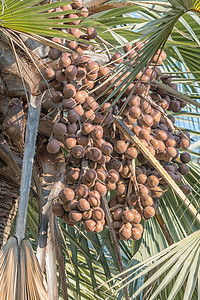 马卡拉尼棕榈的种子图片