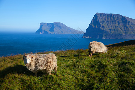 Kalsoy 上的羊群仙境假期旅游牧场踪迹哺乳动物草地远足悬崖蓝色图片