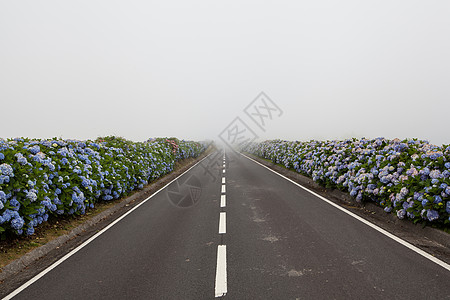 葡萄牙亚速尔州弗洛雷斯的风景公路图片