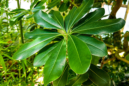 用于背景或杂项用途的美丽布卢马按摩花束水疗花园热带精品疗法植物植物群叶子图片
