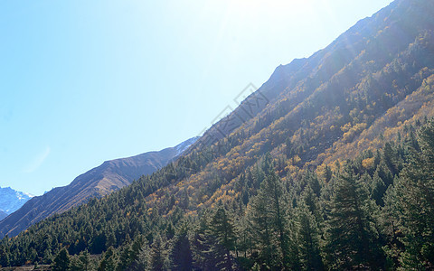 用林木盖的山谷风景摄影在日落 阳光照亮了森林地区 自然背景 伟大的 喜马拉雅山脉山坡景观 查谟和克什米尔地方枞树环境保护树梢图片