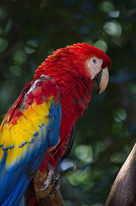 带灯光和窗帘的红金刚鹦鹉鹦鹉荒野鸟类彩虹异国丛林热带动物濒危宠物图片