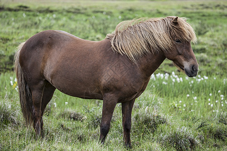 冰岛马匹棕色头发宠物山脉农场蹄子鼻子荒野哺乳动物草地图片