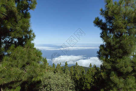 特内里夫山上的云和山岳 被松树所包围图片