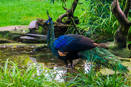 站在水面的绿色鹦鹉孔雀 美丽的多彩鸟 从爪哇到印度 热带濒危动物物种图片