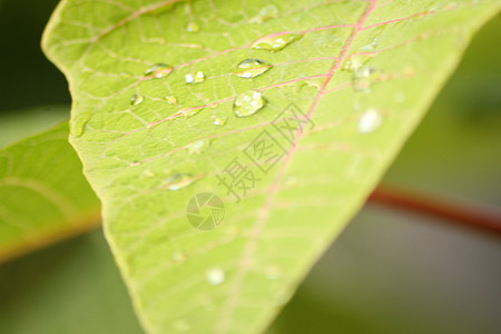 绿树露水晴天环境液体季节水滴露珠植物园艺草原植物群图片