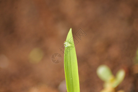 绿树露水露珠晴天生长雨滴草地洪水草原园艺液体季节图片