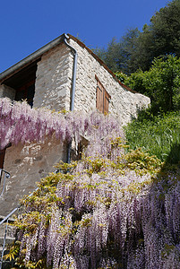 法国上普罗旺斯阿尔卑斯的福卡奎耶周围教会橡木喷泉花朵纪念碑紫丁香教堂荒野村庄城市图片