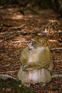 巴尔巴里马卡克主题荒野灵长类巴巴哺乳动物环境动物群猕猴阶段野生动物图片