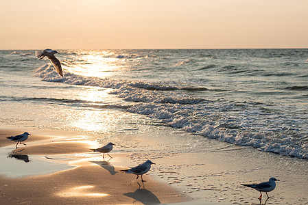 海边有海鸥的黄昏 夏季 金色时墙纸支撑航班海浪动物海岸野生动物翅膀反射鸟类图片