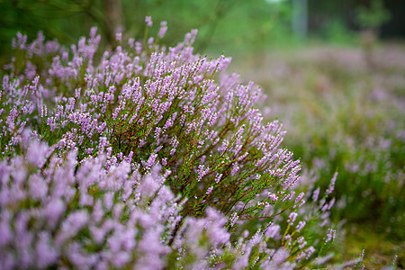 海瑟在草原上闪耀 森林地区野花爬坡植物荒野旅行三叶草紫色荒地全景季节图片