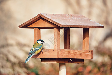 一只美丽的小小鸟 在鸟的喂养器上荒野枝条环境羽毛鸟巢山雀桌子食物生活花园图片