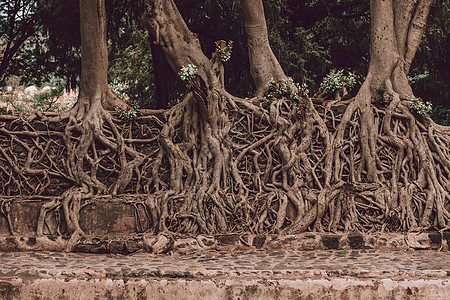 埃塞俄比亚千千千百分万条的深根交织在一起岩石纪念碑游泳池历史洗澡遗产废墟木头纠纷环境图片