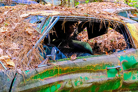 被稻草覆盖的废旧绿色汽车图片