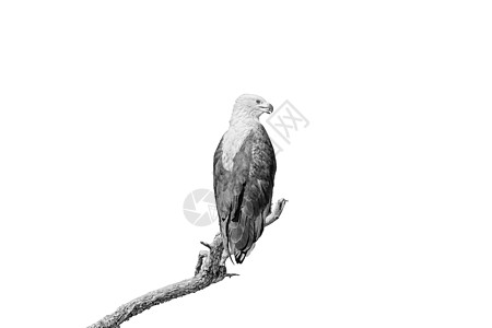 非洲鱼鹰在死树枝上 孤立在白色上食肉叫声黑色尾鱼账单晴天风景地区动物捕食者图片