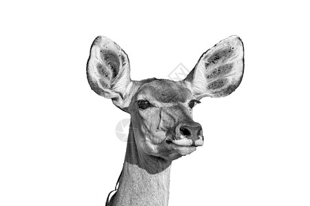 Kudu母牛有尖耳朵 孤立在白 单色的白色上图片