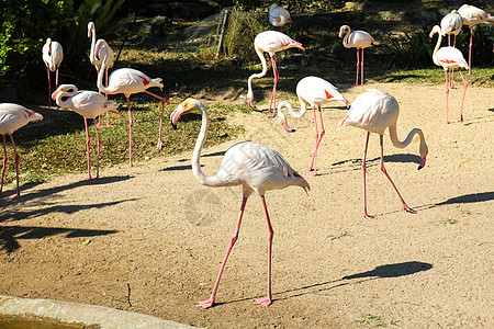 动物园里的火烈鸟野生动物动物荒野白色花园图片