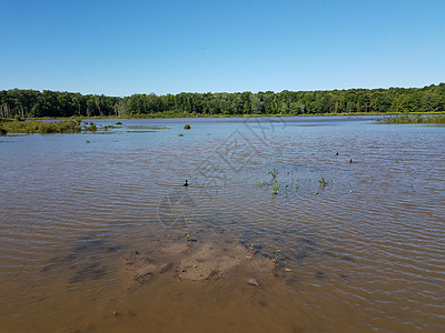 湖水或湖泊水 草木和湿地带鸭子的树木野生动物沼泽环境动物植被天空池塘植物图片