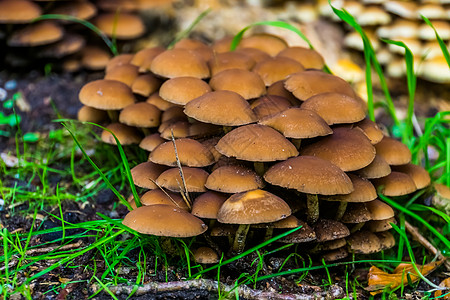 栗子脆茎 蘑菇丛生 欧洲常见真菌图片