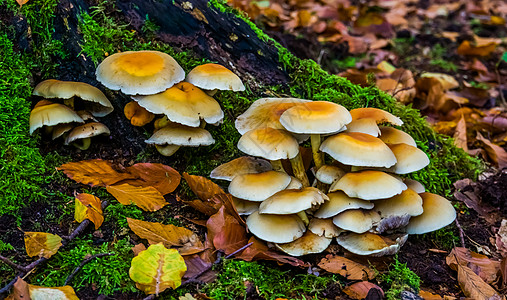 少量黄栗子小鸡蛋布丁蘑菇 来自欧洲的普通真菌种图片