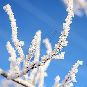 覆盖霜冻的树枝蓝色季节雾凇枝条森林天空天气白色水晶植物图片