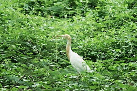 站立在绿叶背景的沼泽地的伟大的乳白色羽毛白鹭苍鹭 它是一种长颈和黄色喙的鹤类鸟类 Sultanpur 鸟类保护区 印度哈里亚纳邦图片