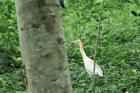 站立在绿叶背景的沼泽地的伟大的乳白色羽毛白鹭苍鹭 它是一种长颈和黄色喙的鹤类鸟类 Salim Ali 鸟类保护区 果阿 印度 亚图片